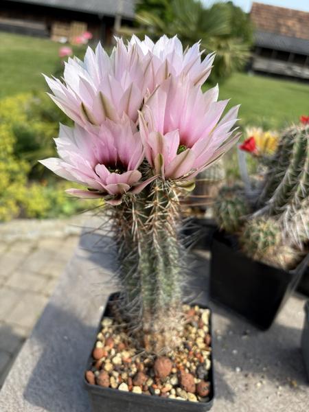 Echinocereus engelmannii fasciculatus